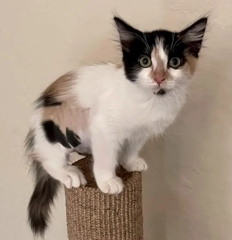 A baby medium-sized female Domestic Medium Hair cat named Minnie for adoption in tucson, AZ