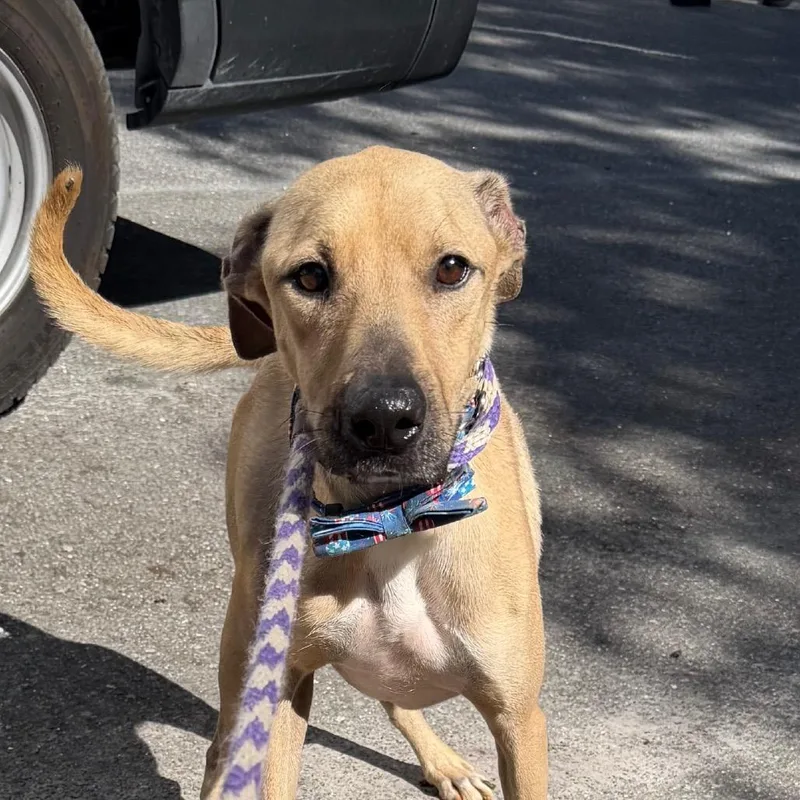 An adult medium-sized male Brown / Chocolate Mixed Breed dog named Max for adoption in Tampa, FL