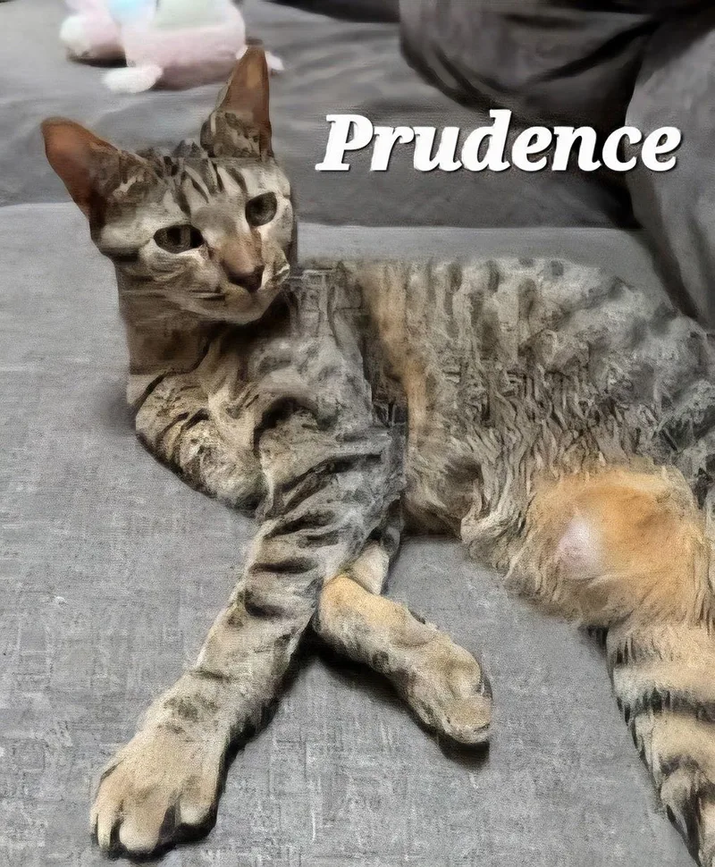 Prudence thumbnail 3