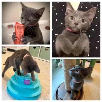 A baby small-sized female Gray / Blue / Silver Russian Blue cat named Astral & Ororo for adoption in Liverpool, TX