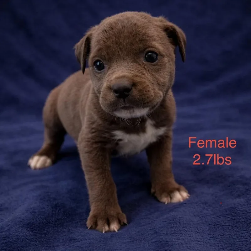 A baby medium-sized female Brown / Chocolate Pit Bull Terrier dog named Peach for adoption in Carmel, NY