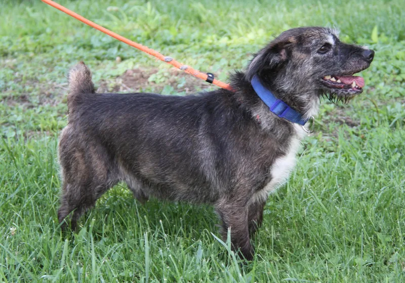 A senior small-sized male Black Terrier dog named Crusty for adoption in Marietta, OH