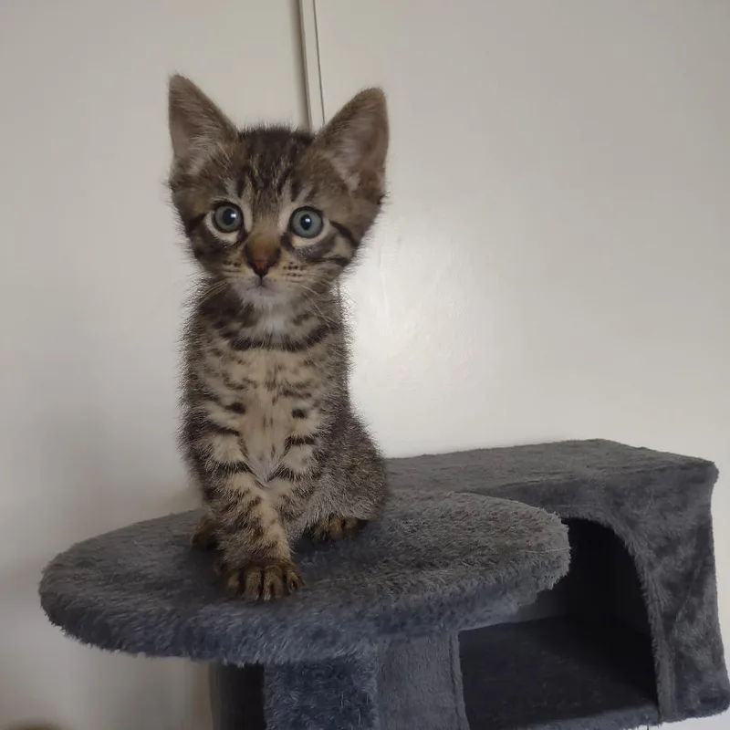 A baby small-sized male Brown / Chocolate Domestic Short Hair cat named Duffy for adoption in Hemet, CA