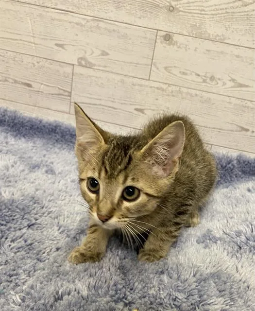 A baby small-sized male Domestic Medium Hair cat named Topaz for adoption in Modesto, CA