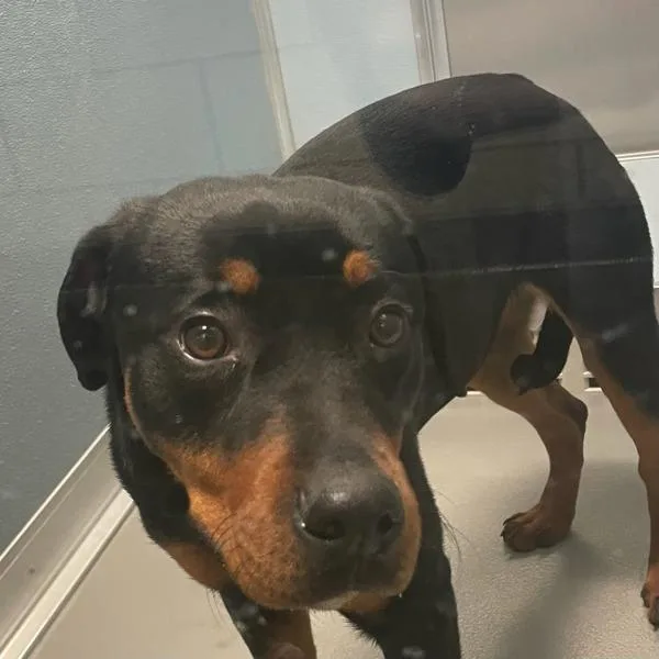A young medium-sized female Rottweiler dog named Flower for adoption in Des Moines, IA