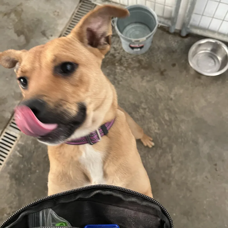 An adult medium-sized female Golden Mixed Breed dog named Caydie for adoption in Washington, PA
