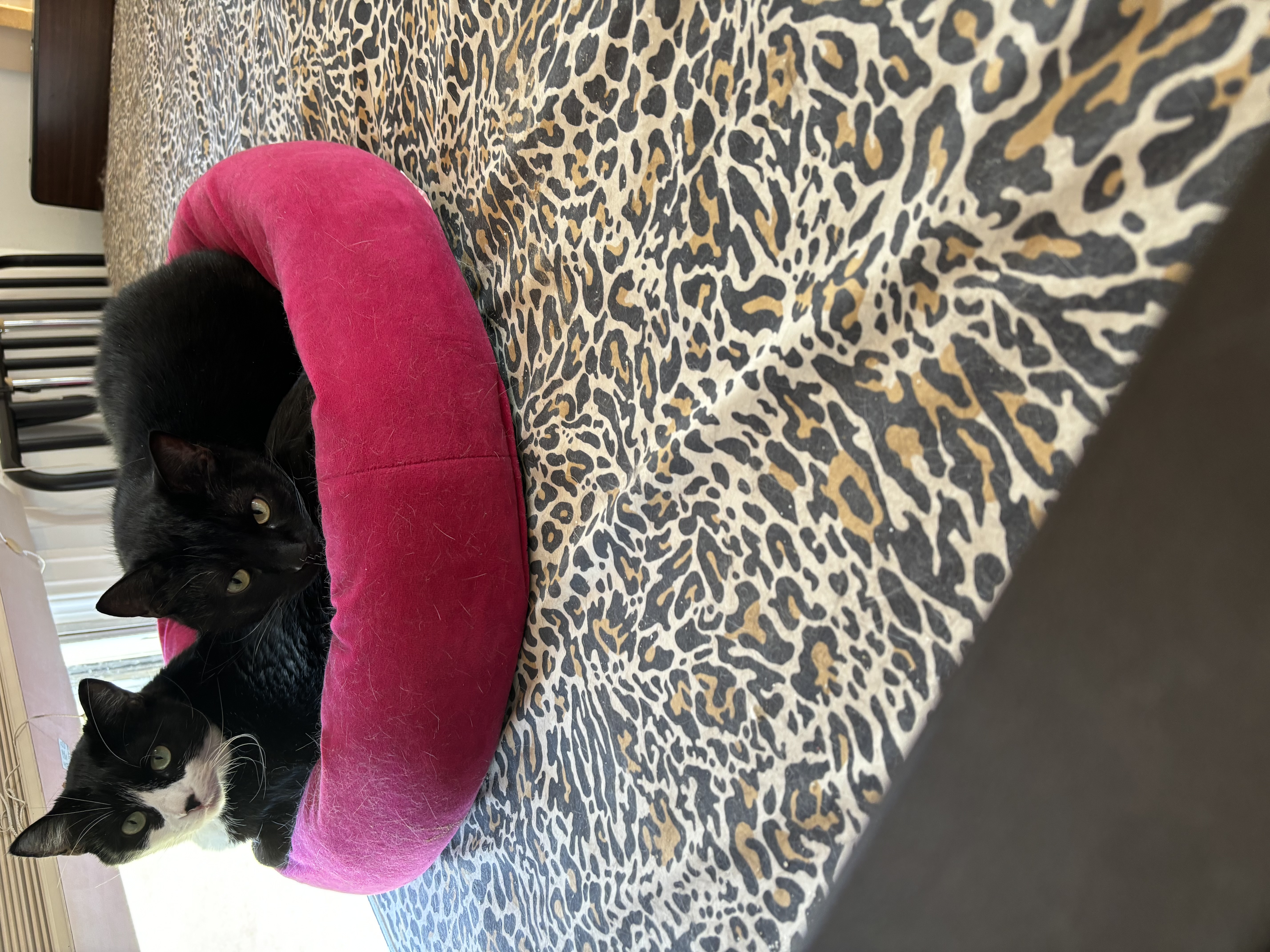 Max & Shenal thumbnail 2