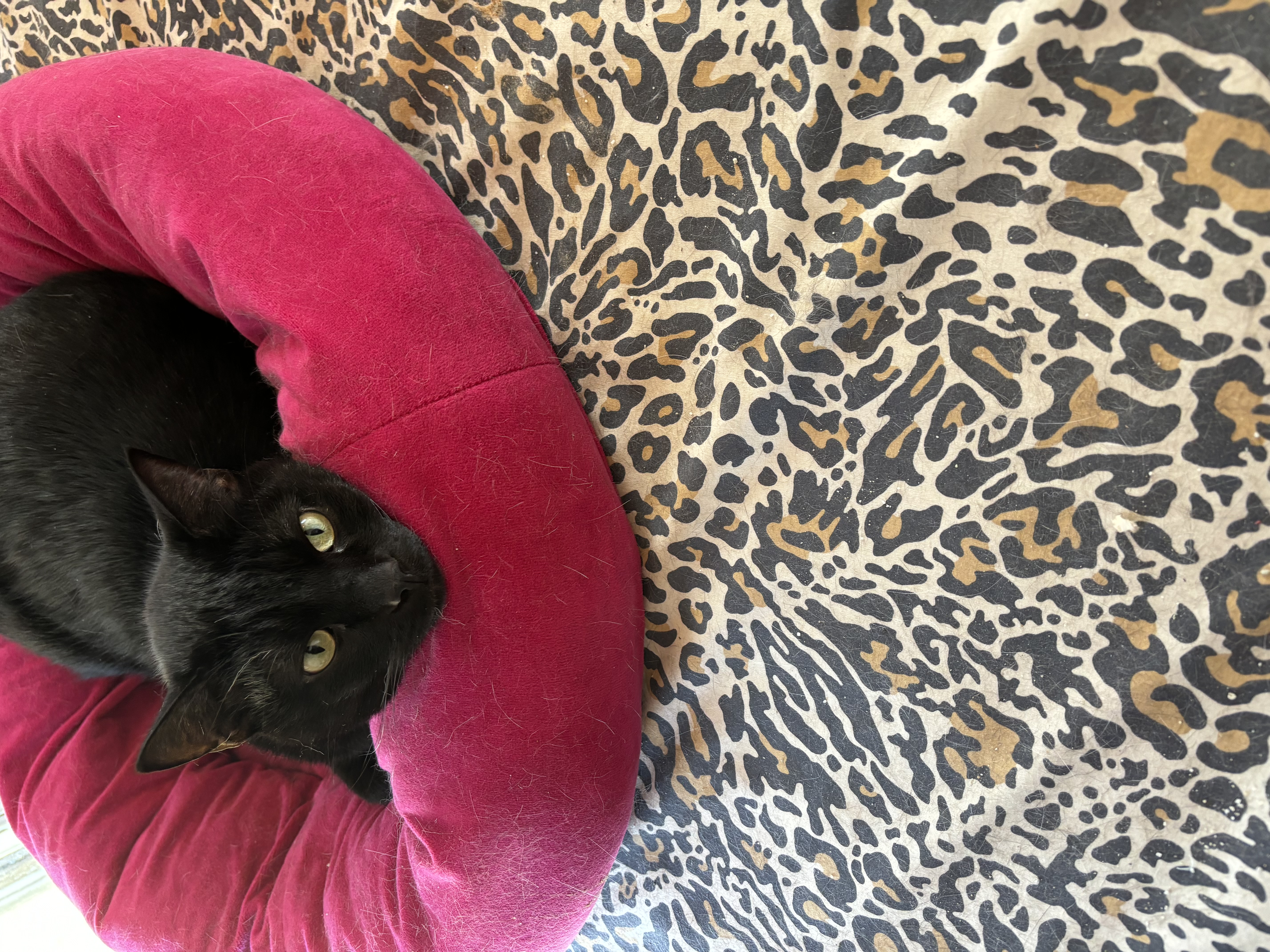 Max & Shenal thumbnail 3