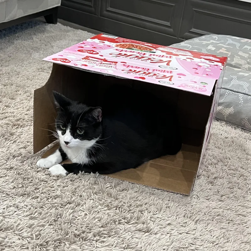 Max & Shenal thumbnail 5