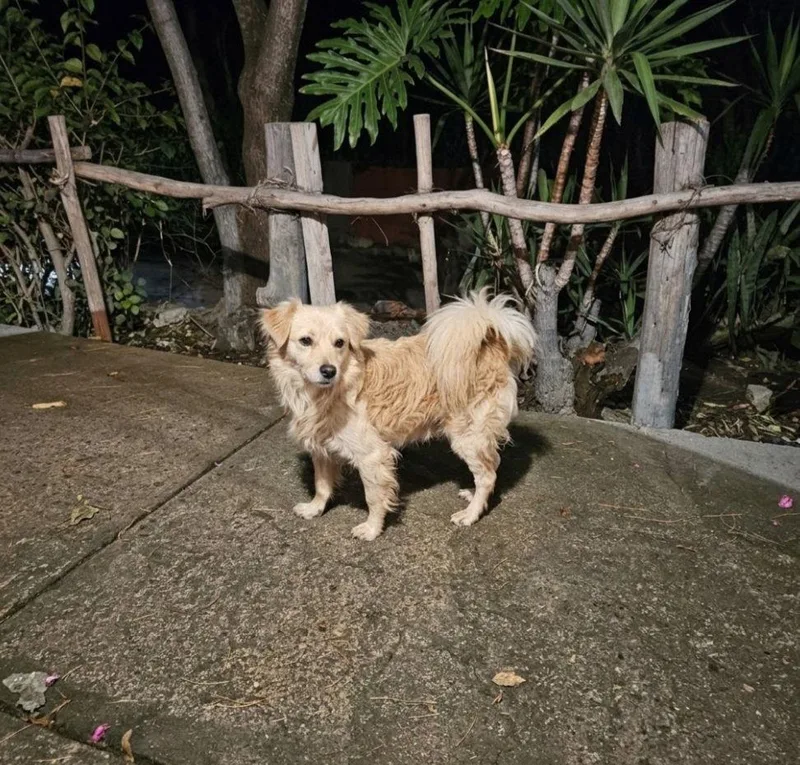 An adult small-sized male Cocker Spaniel dog named Dusty for adoption in Escondido, CA