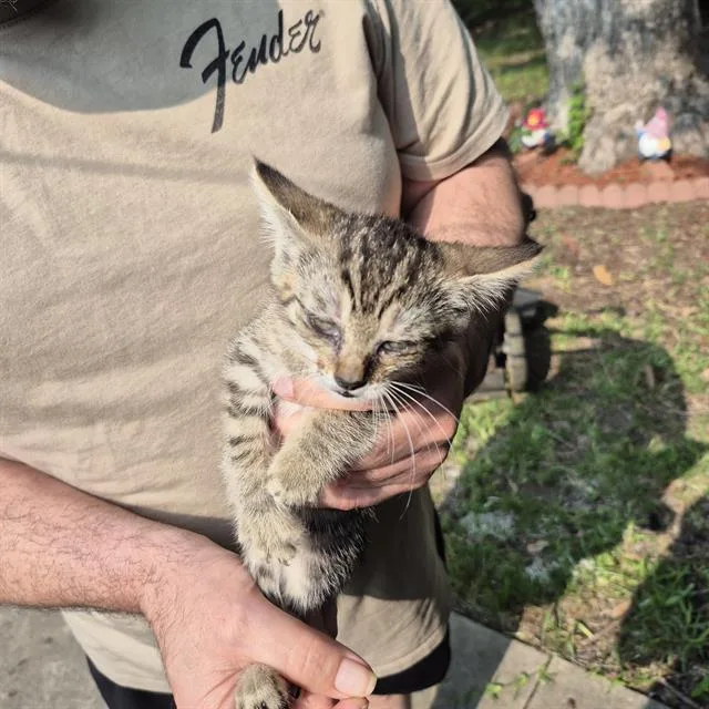 A baby small-sized female Domestic Short Hair cat named Bonito for adoption in San Antonio, TX