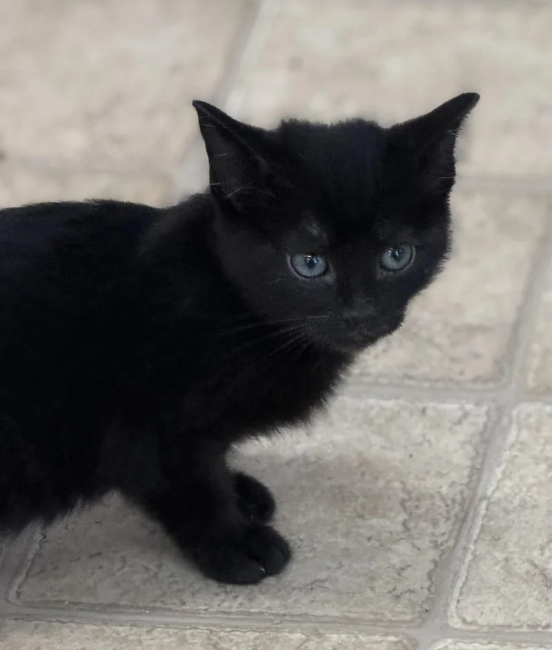 A baby medium-sized female Domestic Short Hair cat named Tinta for adoption in Gardnerville, NV