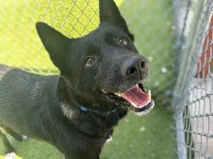 An adult large-sized female Akita dog named Tacoma for adoption in Gainesville, FL