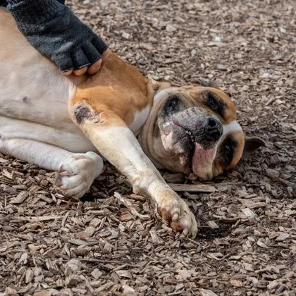 An adult large-sized female Mixed Breed dog named Sandra for adoption in Chamblee, GA