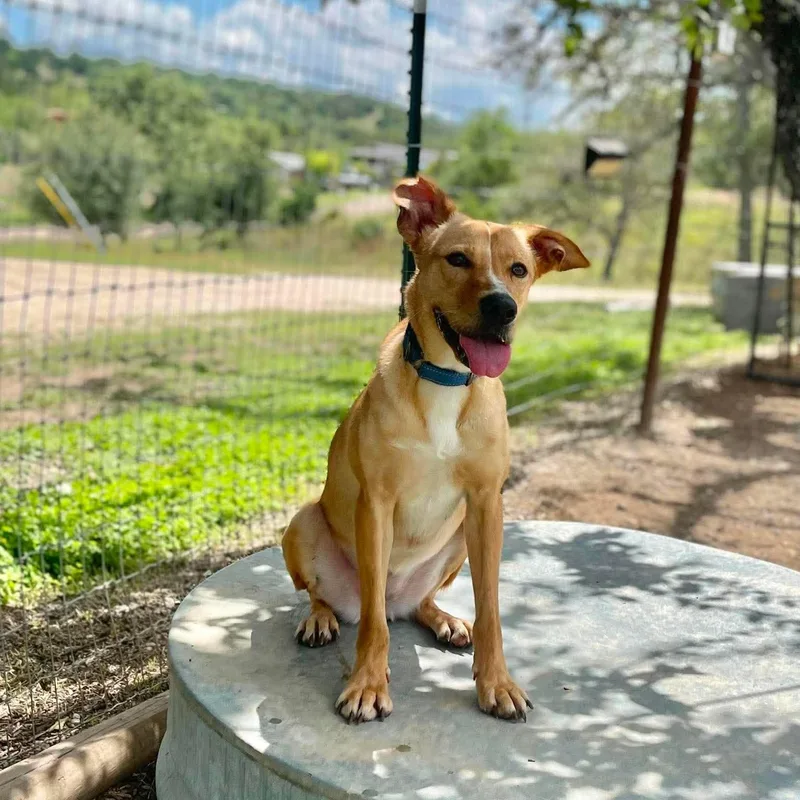 Mira thumbnail 3