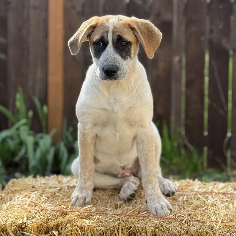 Panda Bear thumbnail 2