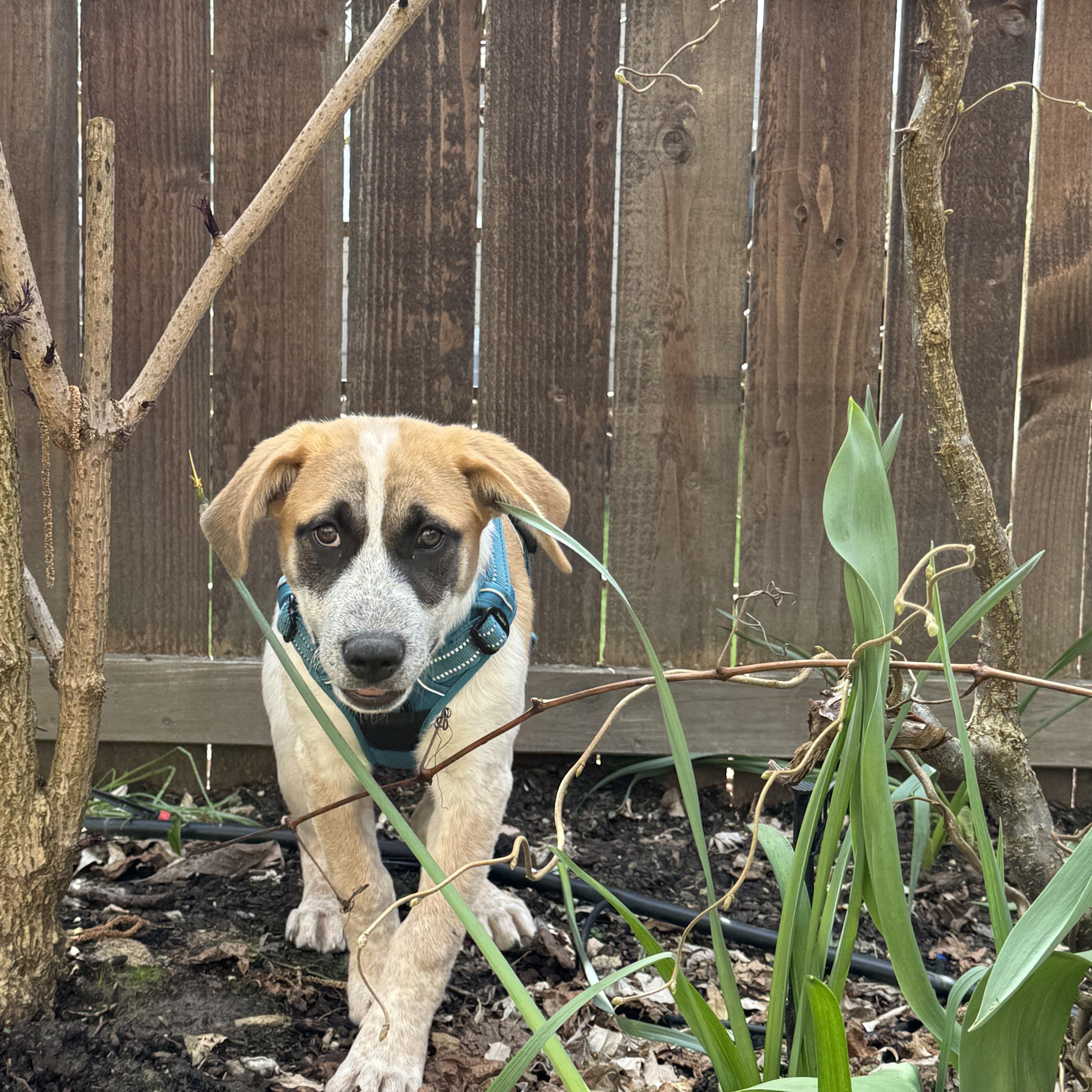 Panda Bear thumbnail 4