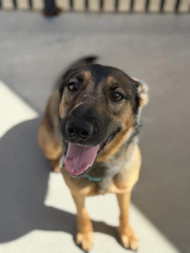 A young large-sized female German Shepherd Dog dog named Bridgette for adoption in Santa Maria, CA