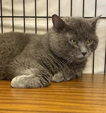 An adult medium-sized male Domestic Short Hair cat named Winston for adoption in Muskegon, MI
