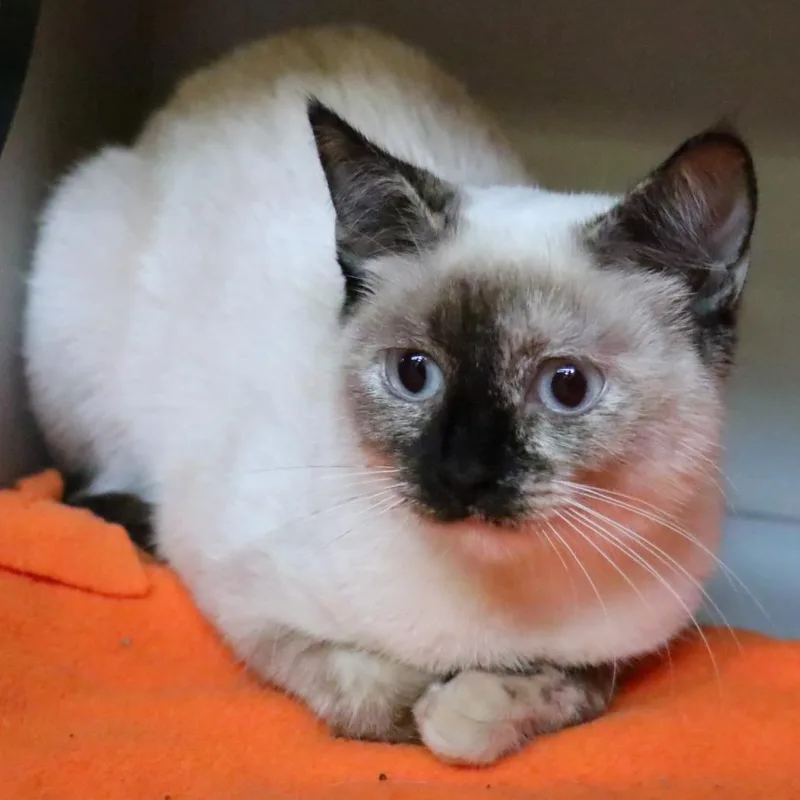 A young small-sized female Siamese cat named Lola for adoption in Sarasota, FL