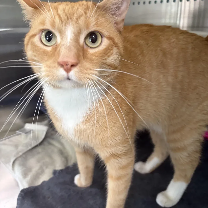 A young large-sized male Tabby (Orange / Red) Domestic Short Hair cat named Garibaldi for adoption in Seneca, PA
