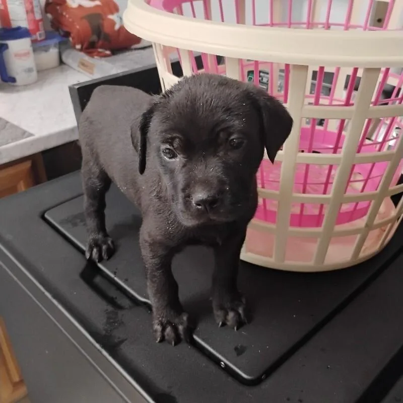 An adult medium-sized female Black Labrador Retriever dog named Cassie for adoption in Paris , TN