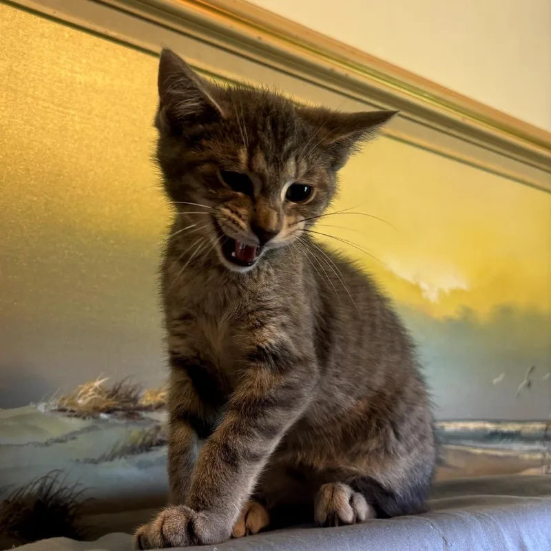 A baby small-sized male Gray / Blue / Silver Domestic Short Hair cat named Gumbo for adoption in Granville, OH