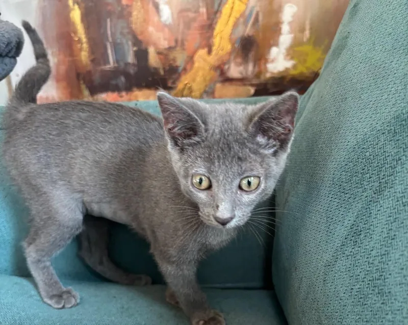 A baby medium-sized female Domestic Short Hair cat named Misty for adoption in Spring, TX