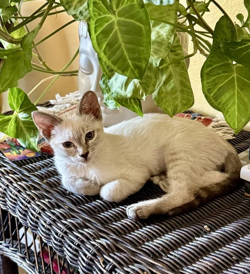 A young medium-sized female Gray / Blue / Silver American Shorthair cat named Rosemary for adoption in Green Valley, AZ