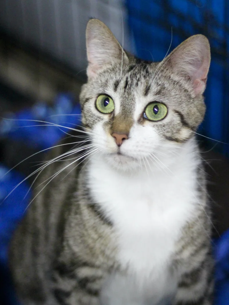 An adult medium-sized female Tabby (Brown / Chocolate) Domestic Short Hair cat named Mindy for adoption in Avon Lake, OH