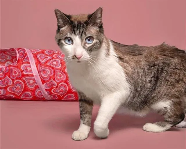 A senior large-sized male Siamese cat named Himalaya for adoption in Saint Louis, MO