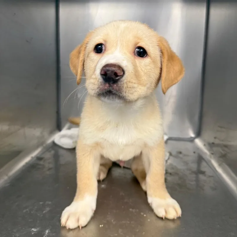 A baby small-sized male Yellow / Tan / Blond / Fawn Labrador Retriever dog named Venmo for adoption in Martinsville, VA