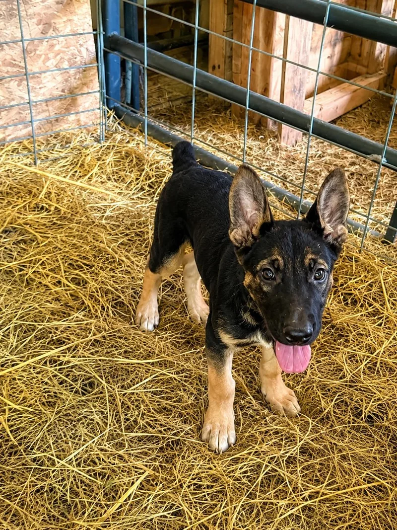 A baby medium-sized male Mixed Breed dog named Bob for adoption in Pembroke, MA