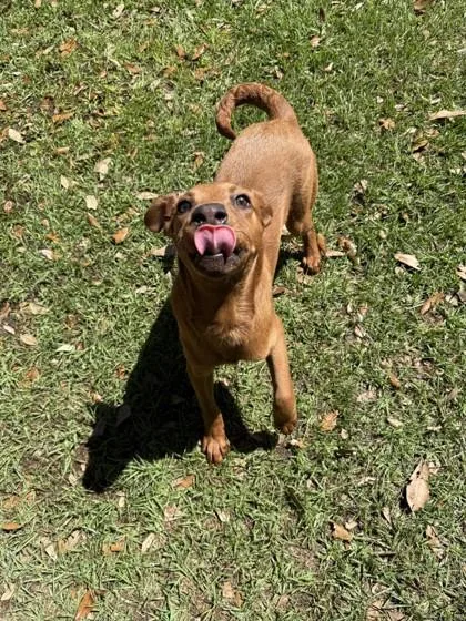 A baby small-sized male Mixed Breed dog named Muddywaters for adoption in Covington, LA