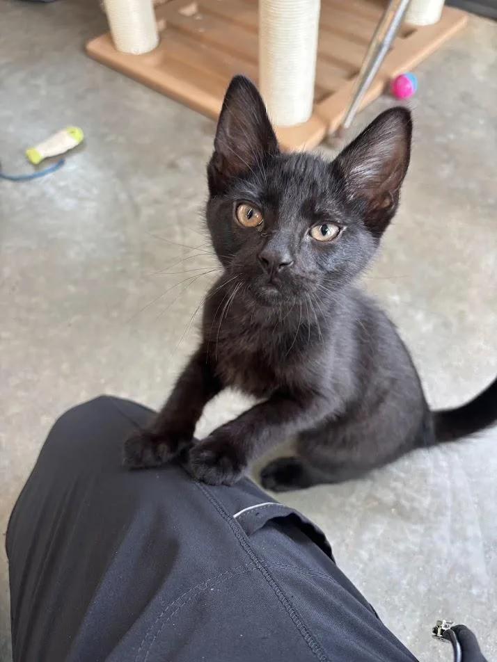 A young medium-sized female Black Domestic Short Hair cat named Crunchwrap Supreme for adoption in Evanston, IL