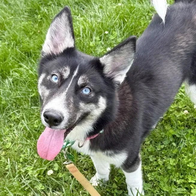 Aspen