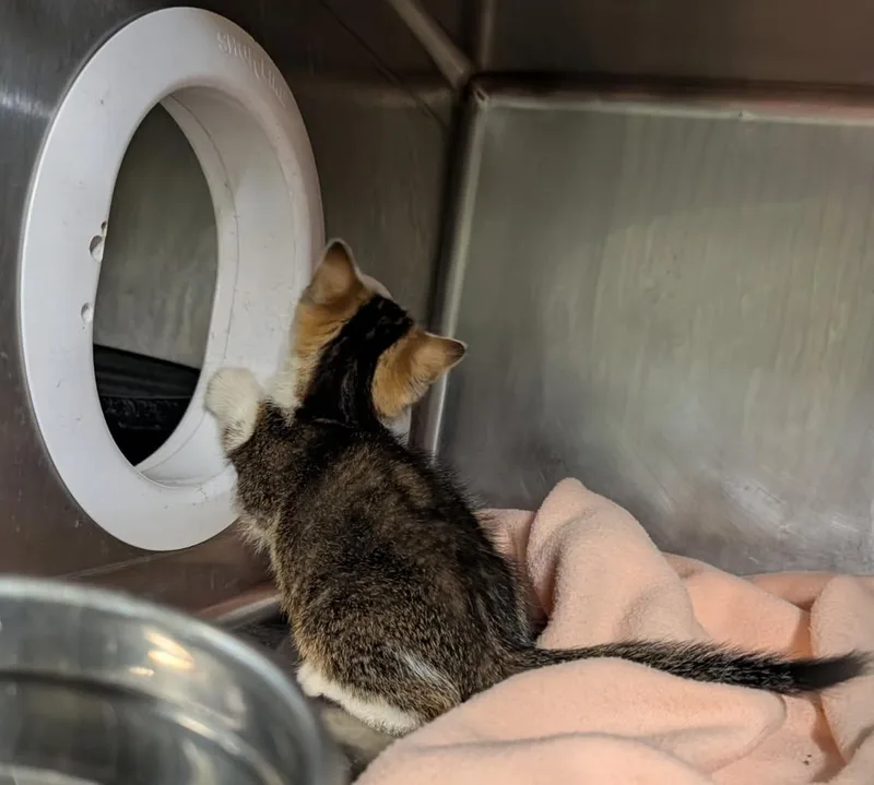 A baby medium-sized male Tabby (Brown / Chocolate) Tabby cat named Joey for adoption in Marietta, OH