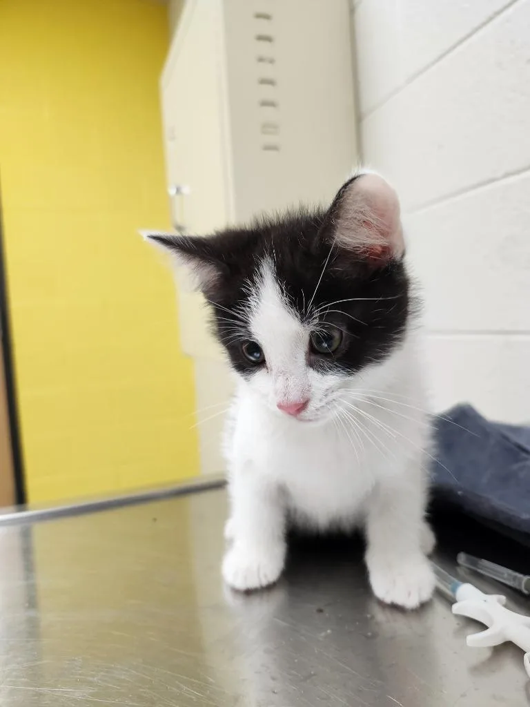 A baby medium-sized male Domestic Short Hair cat named Quimby for adoption in Greeneville, TN