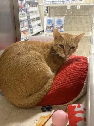 An adult medium-sized female Domestic Short Hair cat named Mildred for adoption in Baton Rouge, LA