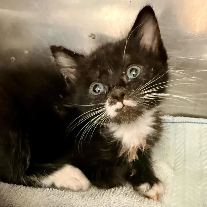 A baby small-sized male Black Domestic Short Hair cat named Dusty for adoption in Palm Springs, CA