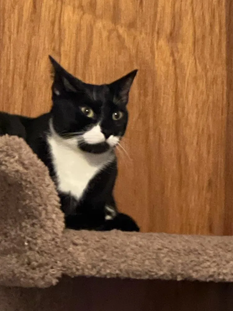 Micky East Meadow thumbnail 2