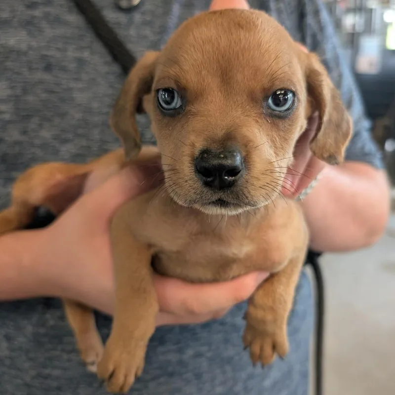A baby large-sized female White / Cream Mixed Breed dog named Mollymauk for adoption in Leander, TX
