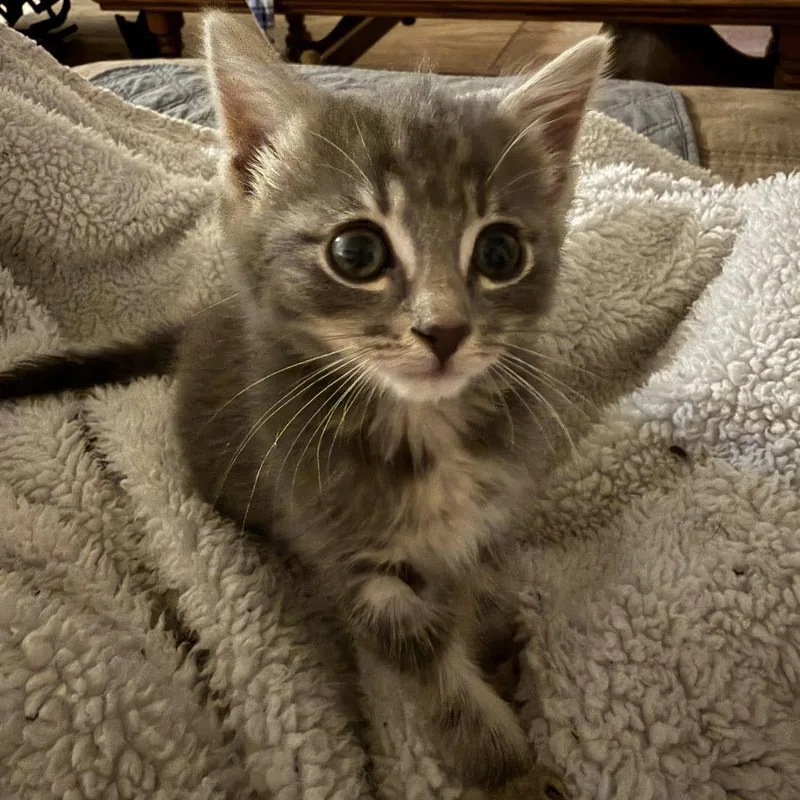 A baby medium-sized female Tabby (Gray / Blue / Silver) Domestic Short Hair cat named Claritan for adoption in Chattanooga, TN