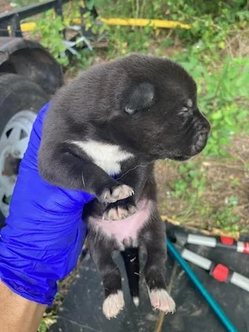A baby medium-sized female Husky dog named 8 for adoption in Dallas, TX
