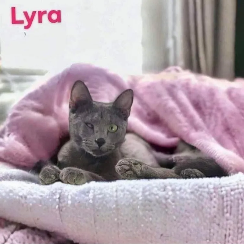 Lyra