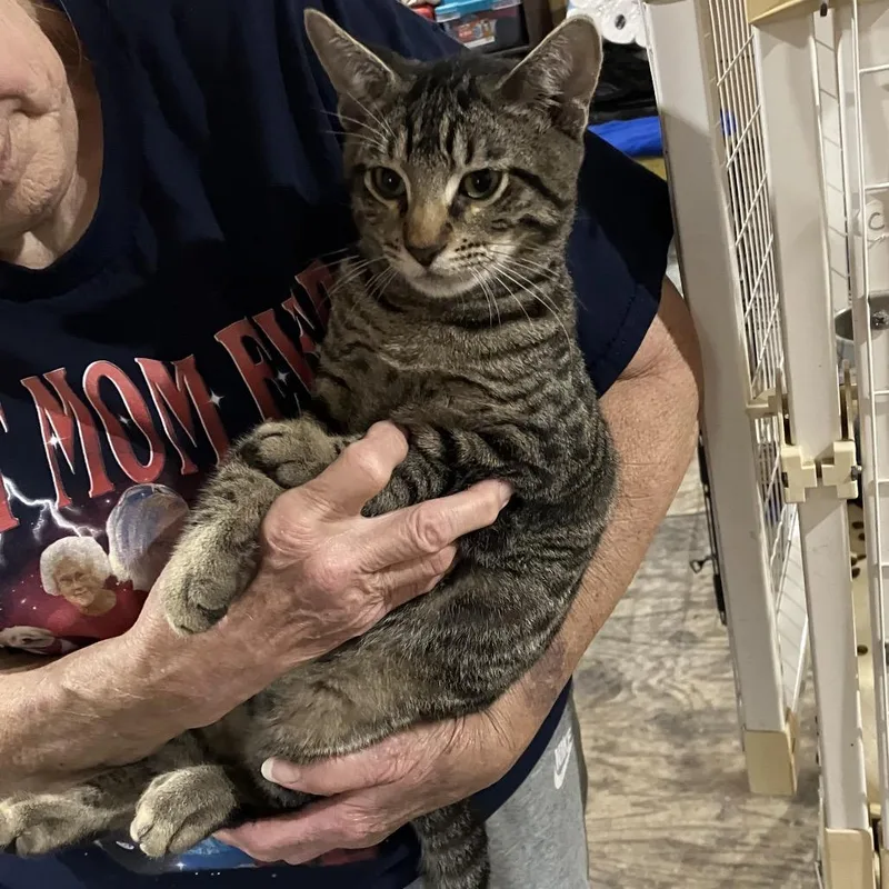 A baby medium-sized male Gray / Blue / Silver Domestic Short Hair cat named Rhyder for adoption in Baytown, TX