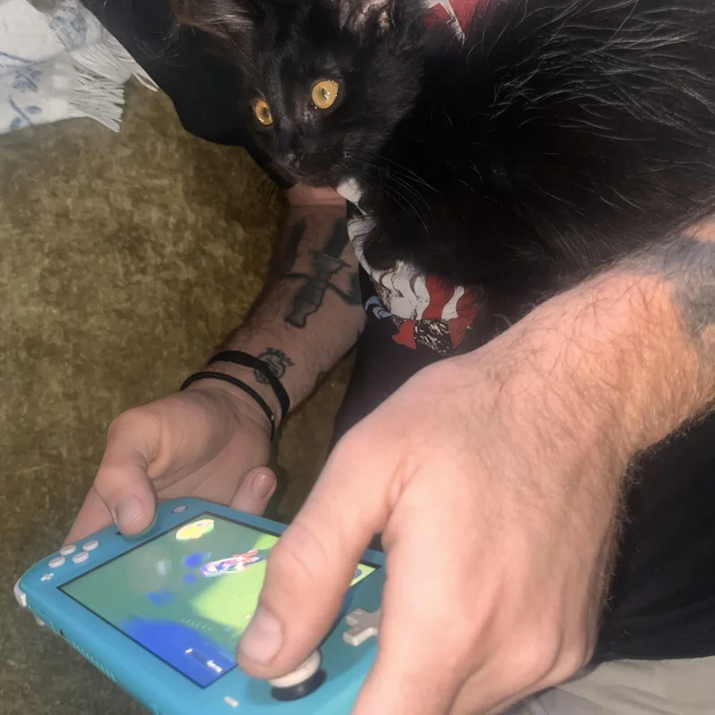 A baby medium-sized male Black Domestic Long Hair cat named Maniac for adoption in Santa Ana, CA