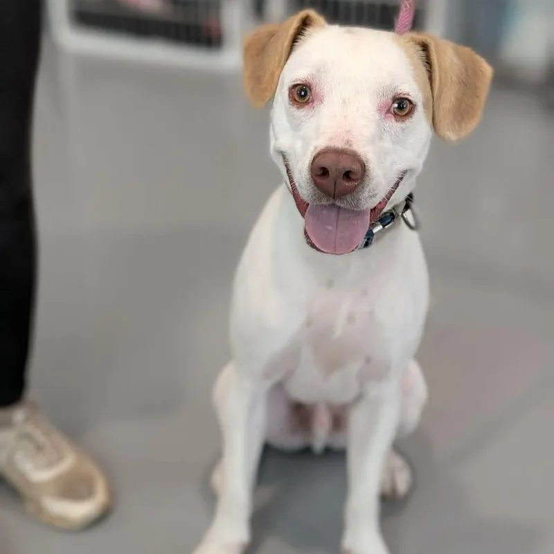 A young medium-sized male White / Cream Pointer dog named Jack Jack for adoption in CHANUTE, KS
