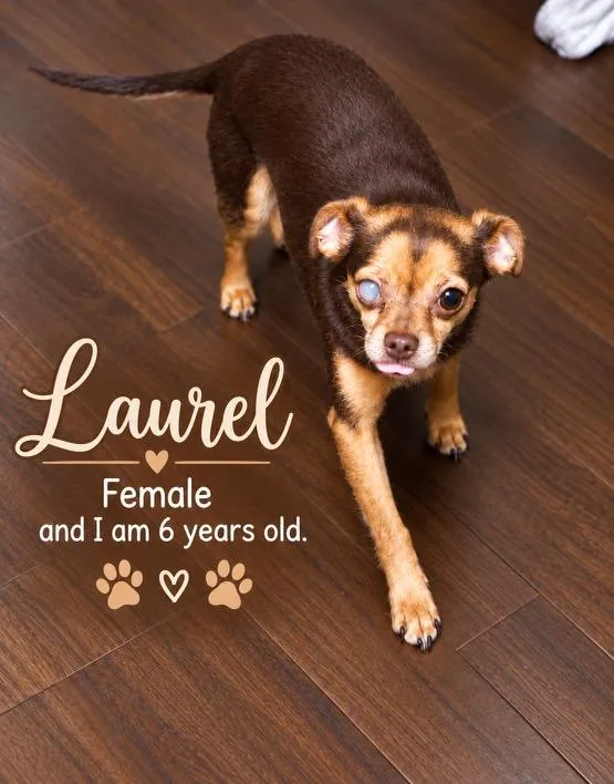 An adult small-sized female Chihuahua dog named Laurel for adoption in Westport, CT