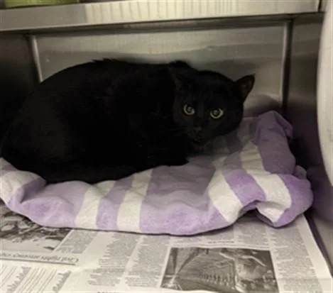An adult small-sized female Domestic Short Hair cat named Chilly for adoption in Los Angeles, CA